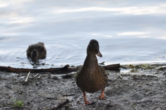 1_DSC_0581